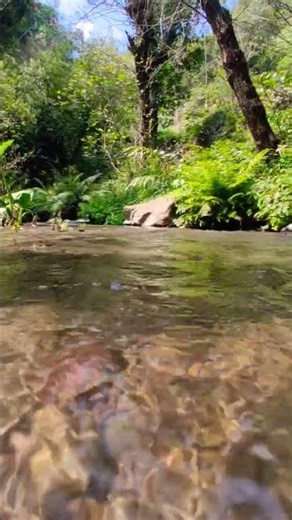 nature🌿🍃 and water. waterflow. clean and green nature🌿🍃.