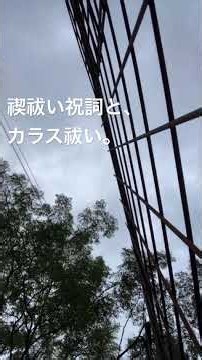 カラス500羽の集団塒へ単身突撃