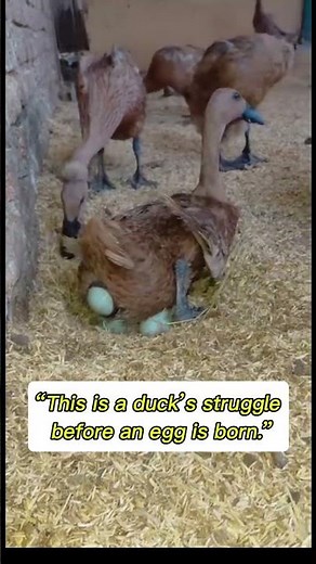 This is how a duck lays an egg #animals #duck #egg