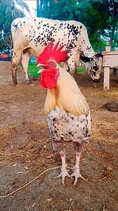 214K views · 1.1K reactions | chicken morning alarm sound in morning #morning​ #rooster​ #roostersound​ #roosterfarm​ #roosterlove​ #animals​ #cowvideos​ #shorts​ #hen | Wild BIRDS | Facebook