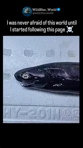 WildBlue_World on Instagram: "Crocodiles are large, semiaquatic reptiles that have remained largely unchanged for over 200 million years, earning them the nickname "living fossils." As apex predators, they are equipped with a powerful V-shaped snout and the strongest bite force of any living animal, which they use to hunt a variety of prey including fish, birds, and mammals. Unlike their relatives, the alligators, crocodiles have specialized salt glands on their tongues that allow them to thrive