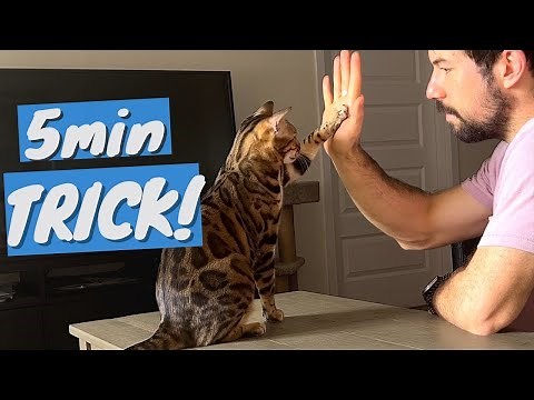 Train Your CAT to do Fun TRICKS - It's Ridiculously EASY