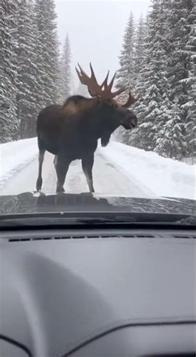 Giant Moose Close Encounter | Shaky Phone Footage in the Wild