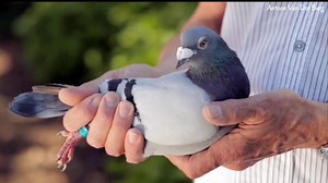 16K views · 1.4K reactions | Antoon Van Der Burg - Bergschenhoek 1st National Champion Middle Distance Nom. ’18 11th National Champion Allround WHZB/TBOTB ’18 Breeder of the 1st National Allround pigeon and 2nd National Middle Distance pigeon at the World’s Best Pigeon ranking 2019. #passion4pigeons #pigeons | Pigeon Kuif | Facebook