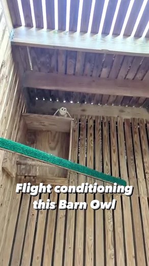 4K views · 257 reactions | This adult Barn Owl has made it into their...