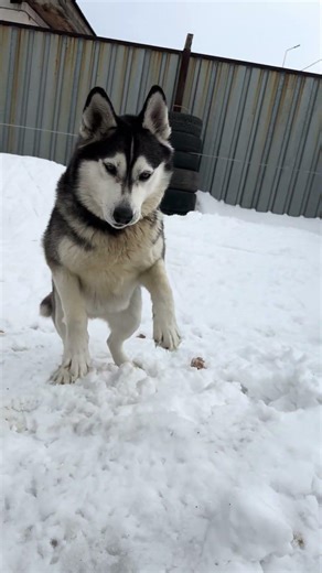 My dog loves ice cream