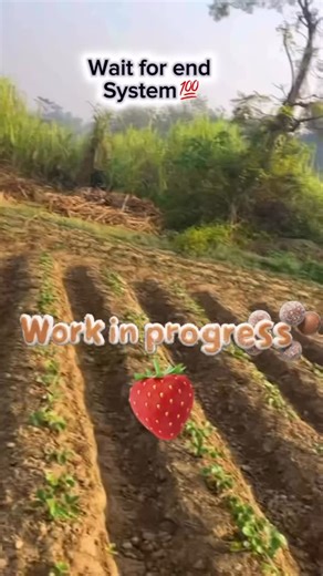 Savej farming vlogs on Instagram: "System 💯he Asa hai🍓💸 #strawberry #farming #viral #trending #business"
