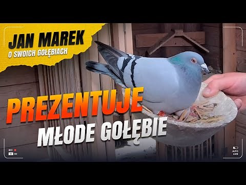 JAN MAREK – YOUNG RACING PIGEONS & NEW AVIARY #breeding #pigeons