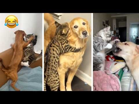 Cats vs Dogs: Funniest Battles Compilation 2026🤣