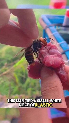 Asian Giant Hornets: The Threat to Farmers