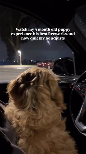 We went back the next night and did it again! Desensitizing your dog to fireworks when they are a puppy is so important!! If you live near SeaWorld or close to an attraction that sets off fireworks, check their schedule, park nearby, and go many times! You won’t regret it! 🎆 #fireworks #dogvideos #puppytraining #puppylife | Sampson the dood