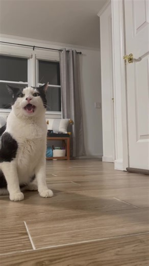 Cat Behavior When Left Alone at Home