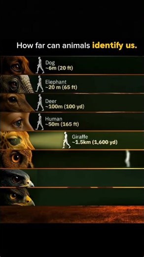 How Animals See Humans 👀 #youtubeshorts