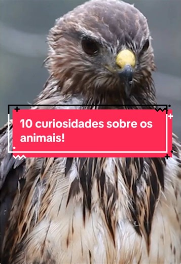 Fatos Desconhecidos (@fatosdesconhecidos) - 10 Curiosidades Surpreendentes Sobre os Animais