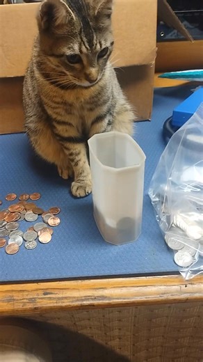 Hello, I'm Jeff and something to know about me is I don't have a Bengal I just lost the love of my life a bobcat I love all cats I've had probably 25 cats in my life and appreciate them all | Jeff Joke