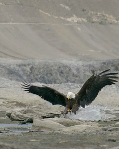462K views · 12K reactions | Bald Eagle sneak attacks a Catfish in shallow water! | Mike Lemery Films | Facebook