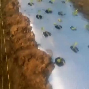 This is transplanting into mulching film Mulching film or plastic...