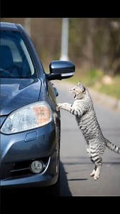 Cat vs Car Fight 😱 | Epic Reaction Moment | Funny Animal Short