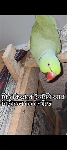 মিঠু কিভাবে টুনটুনি আর বিটকেল কে দেখছে #shortvideo #bird #parrot #viral #funny #cute #foryou
