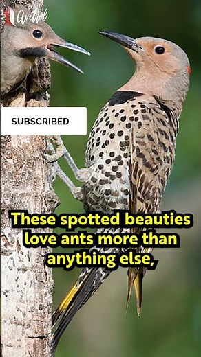The Northern Flicker 😳