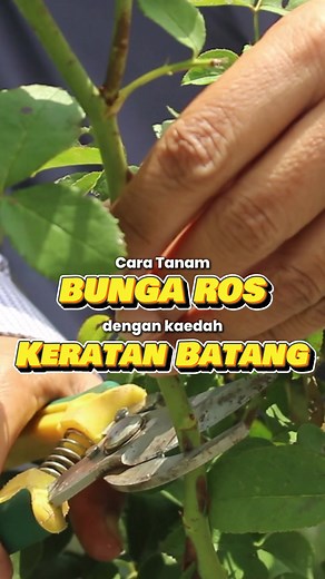 Cara Berkesan Menanam Bunga Ros dari Keratan Batang