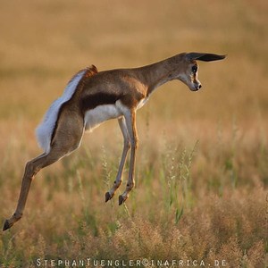 flying_springbok - Twitch