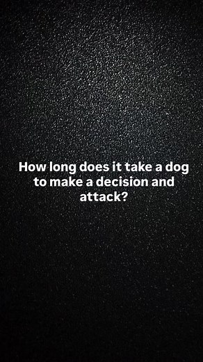 Come back after I’ve finished my nap 😴 🤣 #funnydogs #cutedogs #dachshund | Frankie and Billie the mini Dachshunds