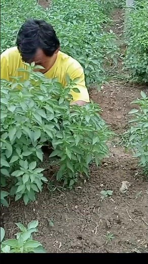 PROFITABLE FIELD HARVESTING BASIL EVERY DAY