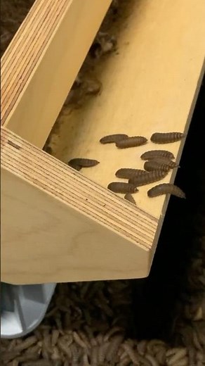Want Faster Black Soldier Fly Larvae Growth? Here's the Secret!