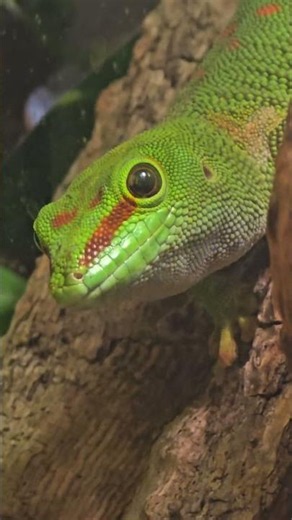 🦎 Nature’s Little Gem! A Stunning Close-Up of a Giant Day Gecko! 🌿✨