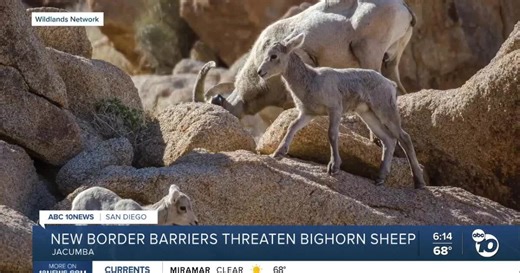 New razor wire along the U.S.-Mexico border threatens the survival of endangered bighorn sheep