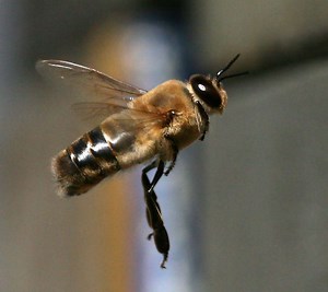 Drone (bee) - Alchetron, The Free Social Encyclopedia