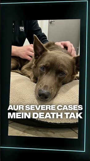 Uncovering the Truth About Tick Fever in Dogs