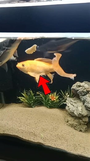 aquarium fish feeding...🍗#viralshort
