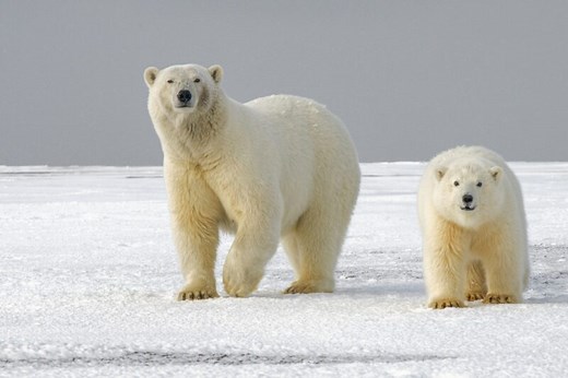 Polar bear DNA changing in response to climate change