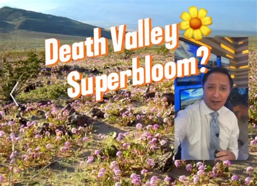 DESERT BLOOM 🌼 Record rainfall in Death Valley this fall and winter has green plants 🌱 sprouting across hillsides and along roadways. Rangers are now expecting an above-average wildflower bloom this year. **Mid-February through March looks like the prime window, with March shaping up as the peak** Keep in mind: early heat or strong winds could limit how long the blooms last #DeathValley #superbloom #fyp #foryou #weather | Tedd Florendo