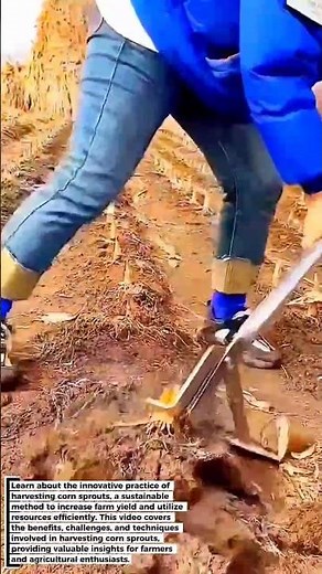 Harvesting Corn Sprouts: A Sustainable Farming Technique