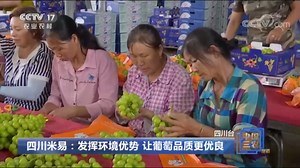 [中国三农报道]四川米易：发挥环境优势 让葡萄品质更优良