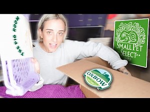 Pet Guinea Pig Haul | What My Pigs LOVE