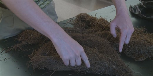 UWL students use DNA barcoding to identify plants