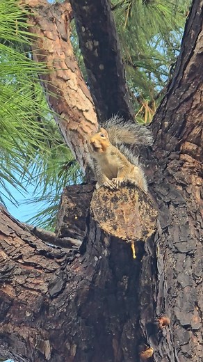 Why Squirrels bark at you? #SquirrelLove #CuteAnimals #Nature #squirrel | June Seals