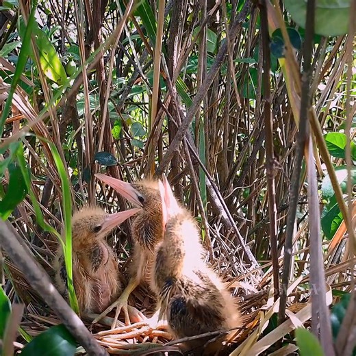 62K views · 5.5K reactions | The Chick Bites its Mother To Get Food From its Sharp Beak | Review Bird Nest | Facebook