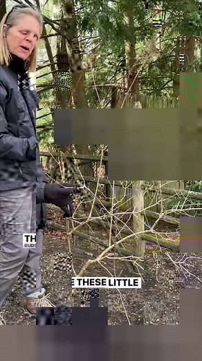 102K views · 385 reactions | Panicle hydrangeas like limelights,...