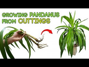 HOW to grow PANDANUS from CUTTING