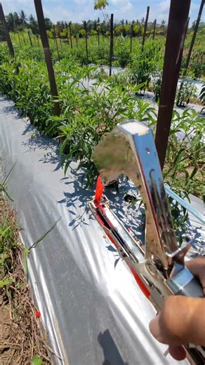 A unique tool that I use to tie the stems of chili plants -Agriculture farming #shorts