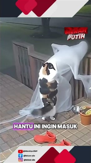 ternyata kucing juga bisa marahin hantu 😱⁉️