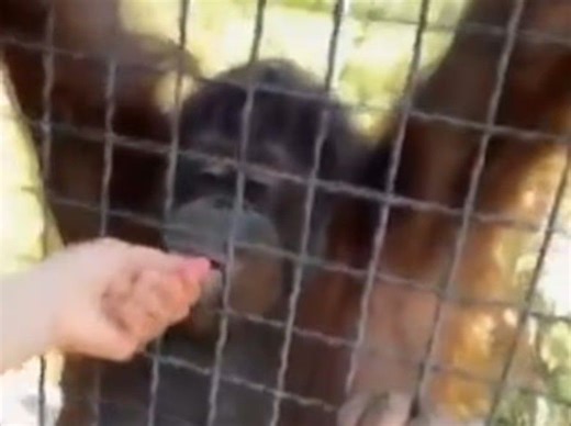 Outrage as Russian boxer gives endangered orangutan vape