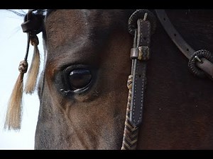 Fight Song - A Warrior of Life