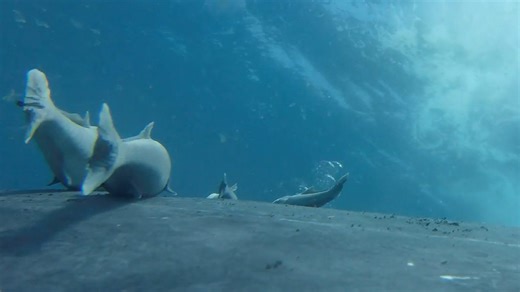 Rare videos show remoras, or "sucker fish," whale-surfing in Australia. Some species of remora have been seen riding sharks, manta rays and other creatures. | USA TODAY
