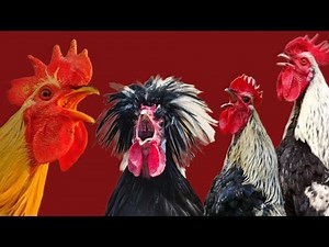 Rooster Sound Alarm Rooster Crowing, Rooster Sounds & Chicken Dance Galo Cantando
